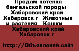 Продам котенка бенгальской породы - Хабаровский край, Хабаровск г. Животные и растения » Кошки   . Хабаровский край,Хабаровск г.